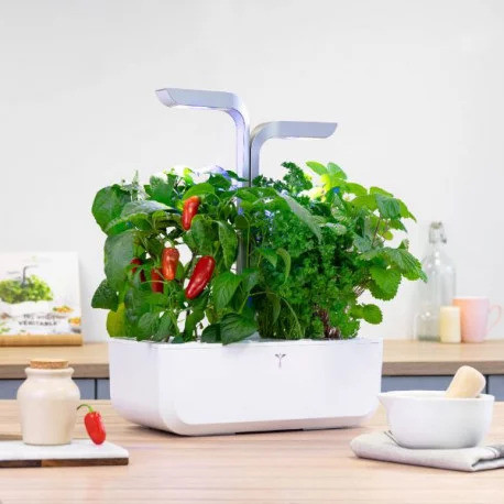 Véritable Lingot Jalapeño Chilischote